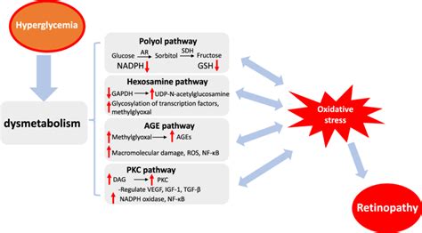 The Metabolic Abnormalities Induced By Hyperglycemia The Major