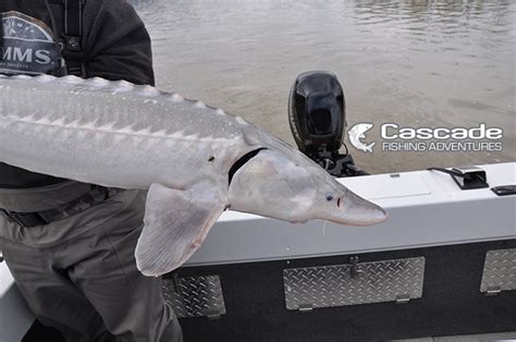 April Sturgeon Fishing Tips - Cascade Fishing Adventures