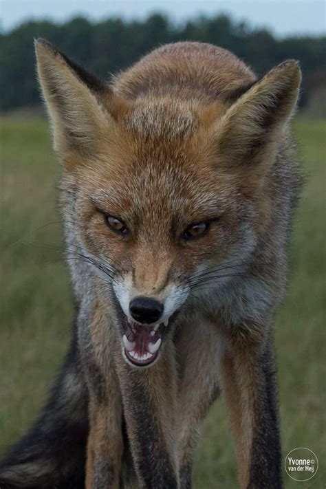 Angry Fox By Yvonne Van Der Meij Fox Angry Fox Animals