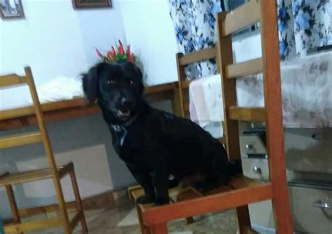 Cachorro desapareceu de residência no Bairro Floresta CGN O maior