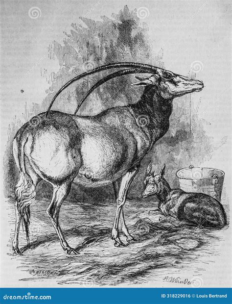Edouard Charton, 1860 Royalty-Free Stock Image | CartoonDealer.com ...