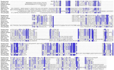 Multiple Sequence Alignment Of Protein Sequences Similar To The Pk Download Scientific Diagram