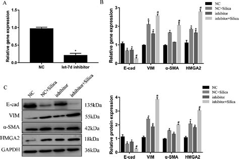 Mir Let D Attenuates Emt By Targeting Hmga In Silica Induced