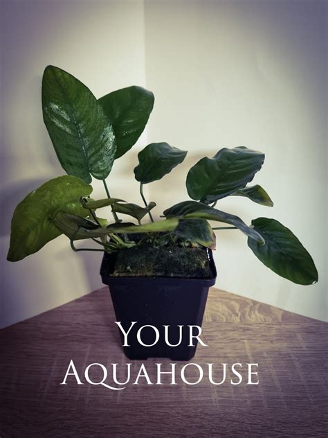 Anubias Nana Moederplant P9 Your Aquahouse