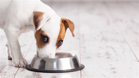 Cachorro Vomitando Tipos De V Mito Causas Sintomas E Tratamento