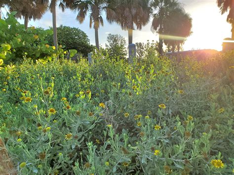 Beach Dune Sunflower - Helianthus debilis ‘vestitus’ — Florida Native