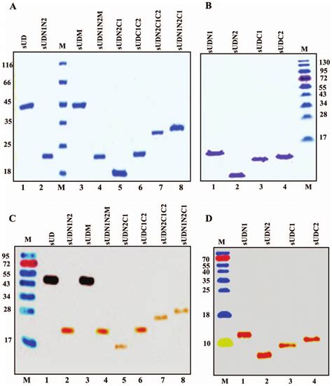 Sds Page And Western Blot Analysis A And B Coomasie Blue Stained Gel