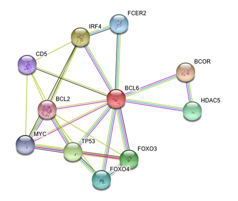 BCL6 Protein Overview | Sino Biological