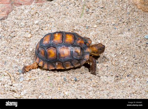 Tortoise burrow hi-res stock photography and images - Alamy