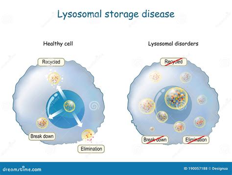 Lysosome Function