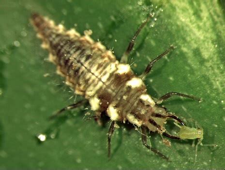 Growers Network’s Beneficials Profile: Lacewings - Growers Network