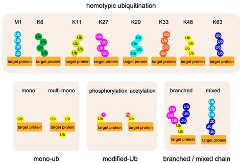 Cells Free Full Text Biochemistry Pathophysiology And Regulation Of Linear Ubiquitination