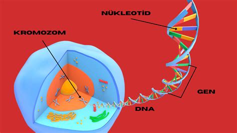 8sınıf 2Ünite Dna Ve Genetik Kod Konu Özeti Fenozom