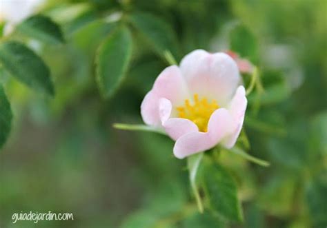 16 Plantas Silvestres Para Identificar Guía De Jardín