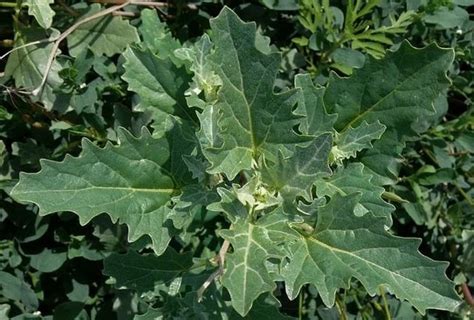 Лебеда трава. Фото растения, описание, польза, вред, лечебные свойства