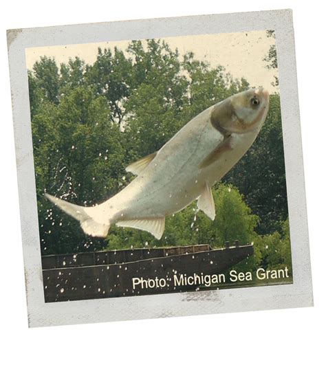 Asian Carp Purdue University Report Invasive Species