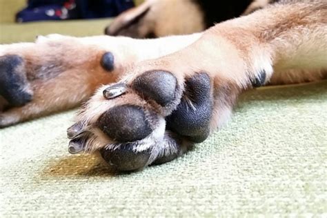 犬の肉球ケアとは？肉球ケアの必要性・効果的なやり方を紹介！ ペットと飼い主のためwebメディア│petally