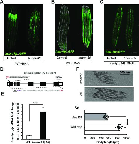 Tmem Regulates Er Stress Response In C Elegans A Exemplar