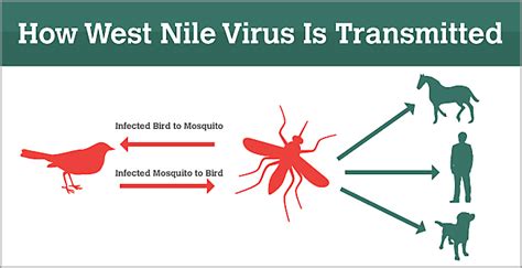 What Is West Nile Virus? | History & Dangerous Forms