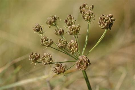 Heracleum sphondylium (European cow-parsnip): Go Botany