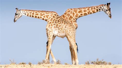 New Atlas National Geographic Photography Giraffe Images National