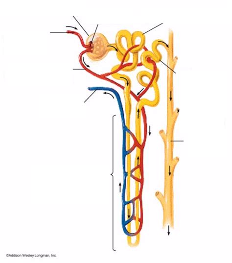 Nephron Structure And Function Diagram Quizlet