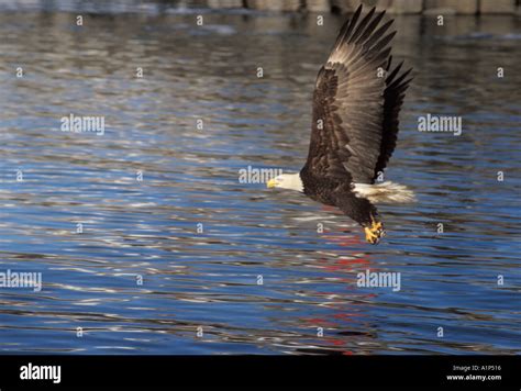 Bald Eagle Haliaeetus Leucocephalus Stock Photo Alamy