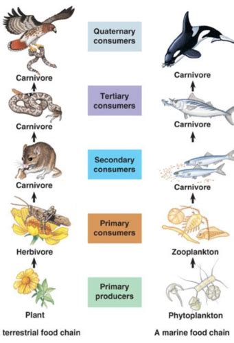 Dynamics Of Ecosystems Lesson Energy Flow In Ecosystems Flashcards