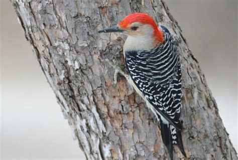 Red Bellied Woodpecker Guide Birding Insider