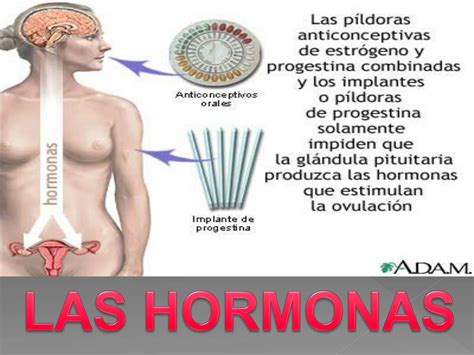 Ppt Las Hormonas Powerpoint Presentation Free Download Id 4266746