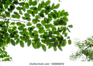 Tree Leaf Frame On White Background Stock Photo 500848492 Shutterstock