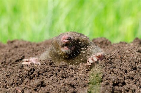 Mole in a molehill stock image. Image of moles, blind - 23368181