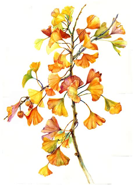 Autumn Gingko Watercolor By Amber R Turner Ginkgo Art Botanical Art