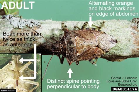 Spined Soldier Bug | NC State Extension