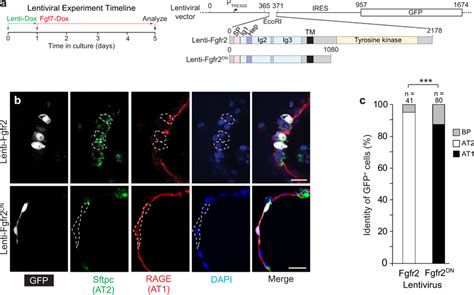 Fgfr2 Signaling Controls AT2 Fate Selection Cell Autonomously In