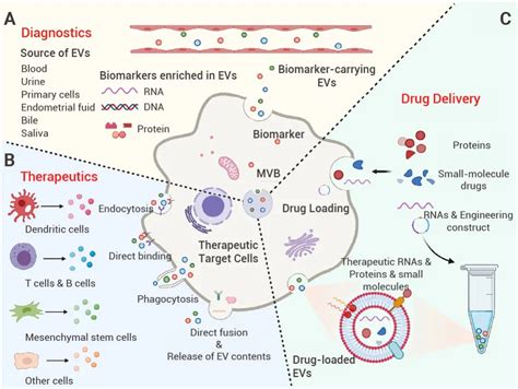 科学网外泌体的特点生物发生过程以及三大研究方向介绍 MedChemExpress 蒲姣姣的博文