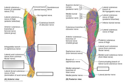 Leg Cutaneous Nerves Diagram Quizlet