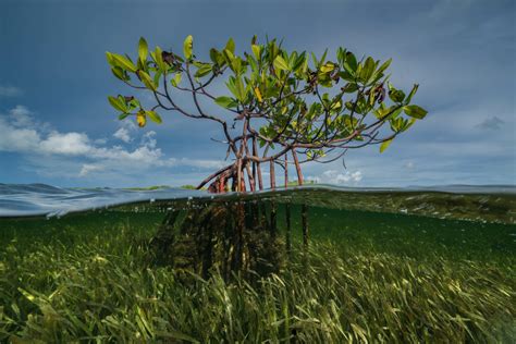 Protecting Mangroves: Coastal Guardians and Climate Heroes | SeaLegacy