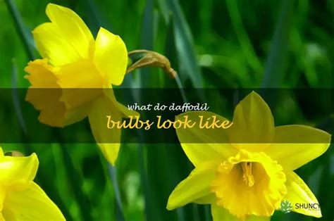 A Close Look At Daffodil Bulbs What Do They Really Look Like Shuncy