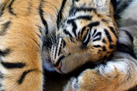 Sleeping Baby Tiger Wallpaper