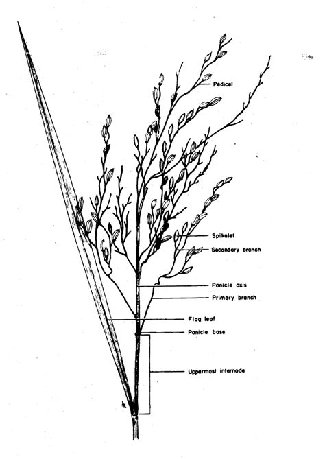 Pdf The Morphology And Varietal Characteristics Of The Rice Plant