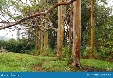 Rvores De Eucalipto Do Arco Ris Maui Hava Eua Foto De Stock