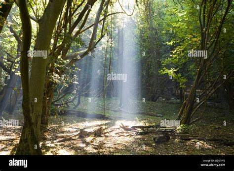 Hatfield Forest National Trust Attraction Essex England Uk Gb Stock