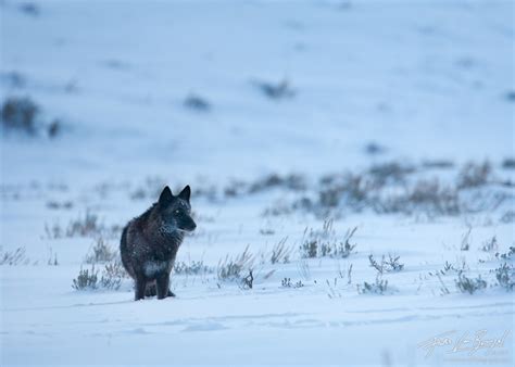Gray Wolf Yellowstone Np Wy Art In Nature Photography