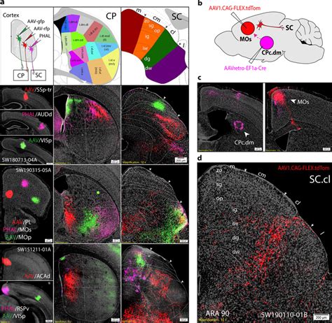 Cortico Striatal And Cortico Tectal Have Conserved Topography Within