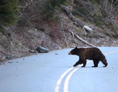 Careless Visitors Lead To Dead Black Bear At Glacier National Park