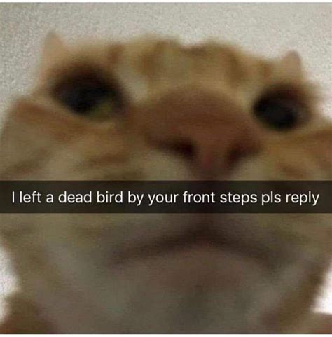 Cat just wanted to show some love : r/memes