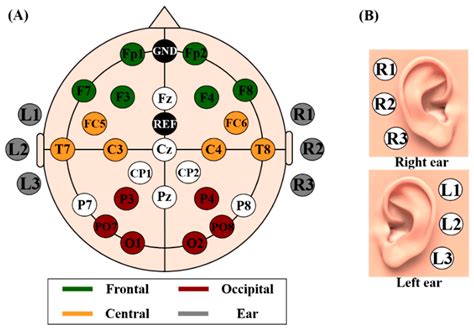 Placement Of Eeg Electrodes