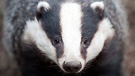 East Sussex Badger Tb Vaccine Scheme Welcomed Bbc News