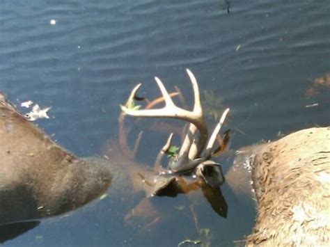 Antler Locked Bucks Antlers Bucks Animals